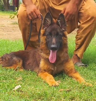 Triple coat high-class German shepherd female