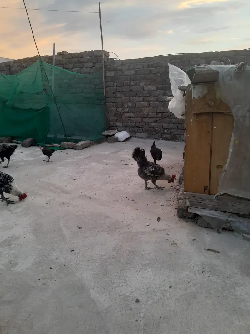 Pure Misri(03115236842) — photo 6