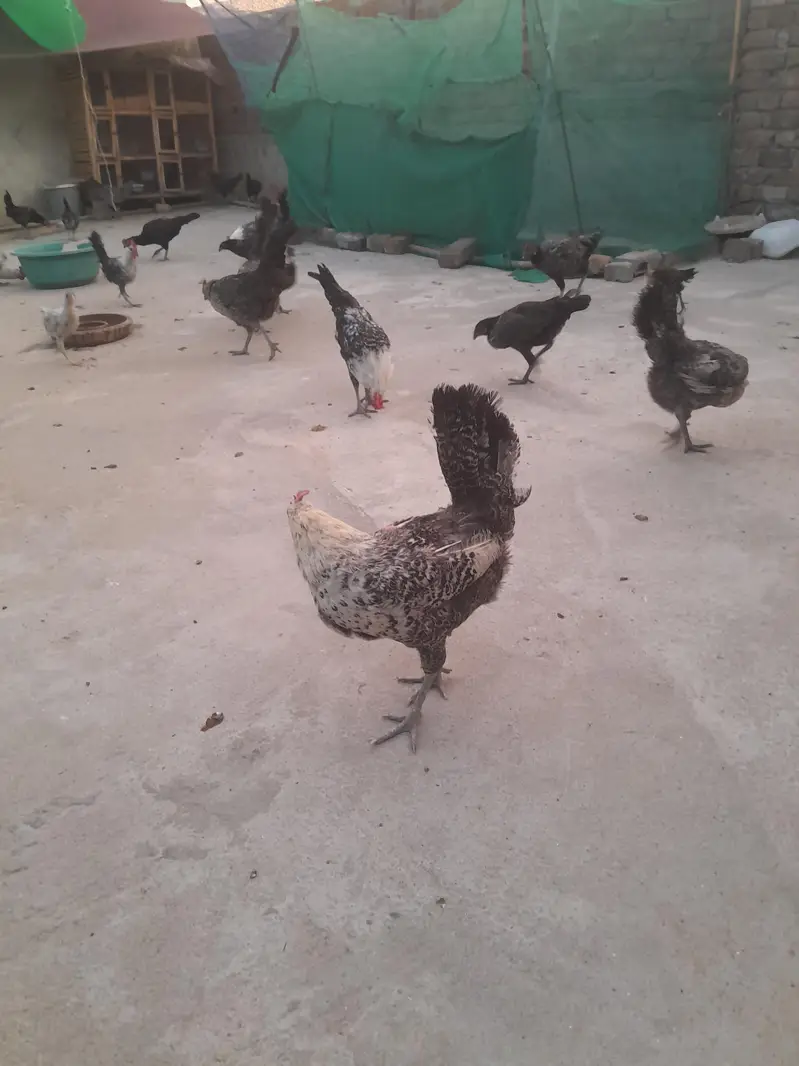 Pure Misri(03115236842) — photo 7