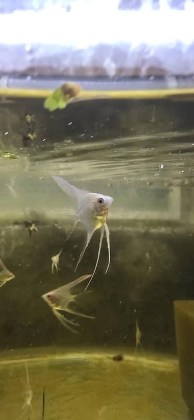 Veil Tail Angel