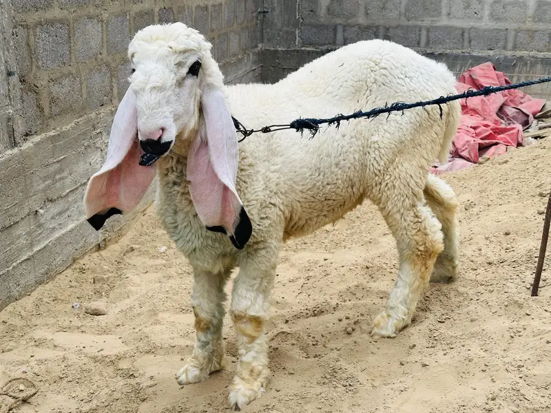 Kajla for sale 2 Male and One female — photo 2