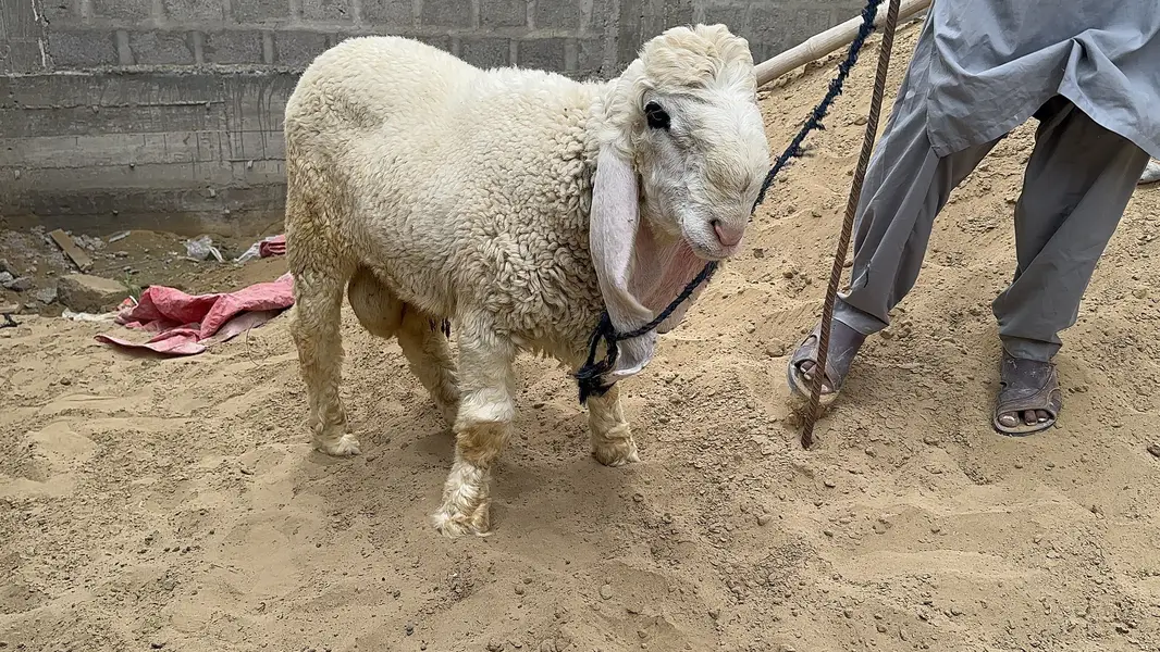 Kajla for sale 2 Male and One female — photo 4