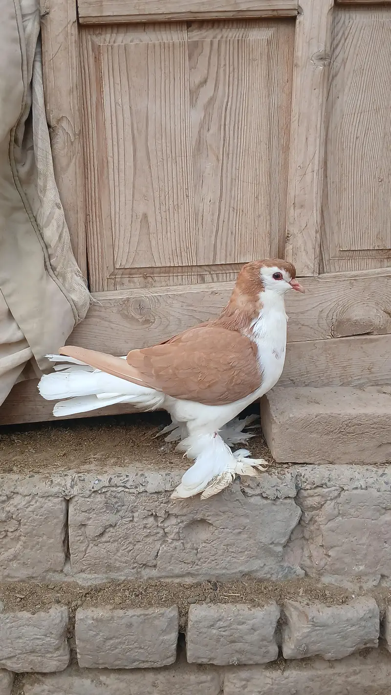 German Sherazi pigeon per piece 5k — photo 4