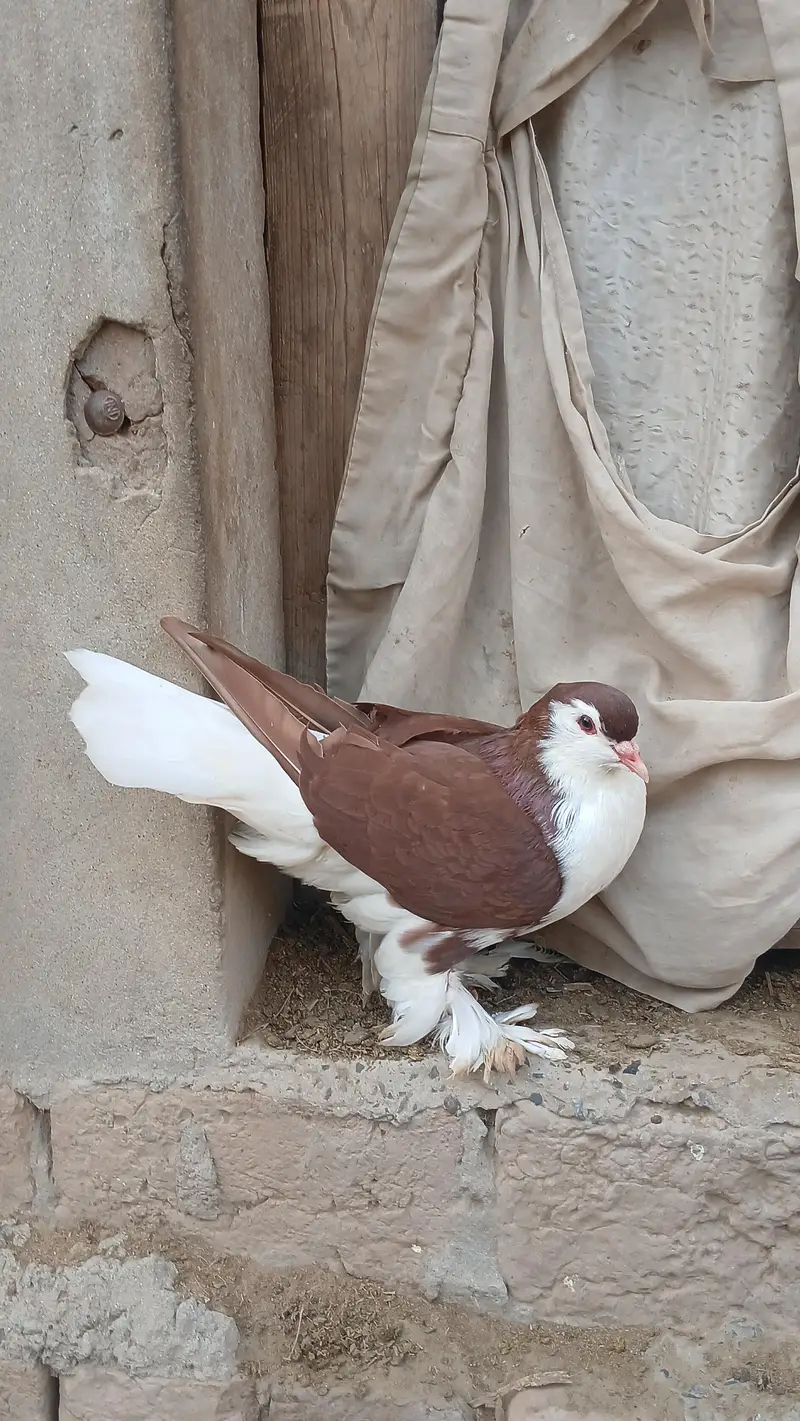 German Sherazi pigeon per piece 5k — photo 5