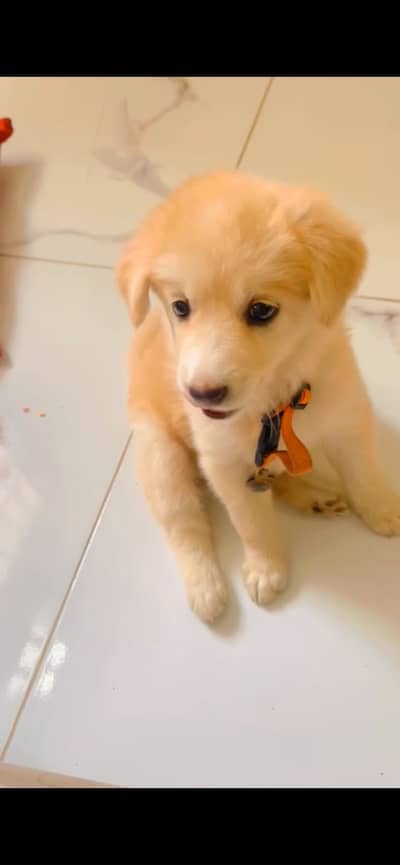 Golden retriever plus labrador