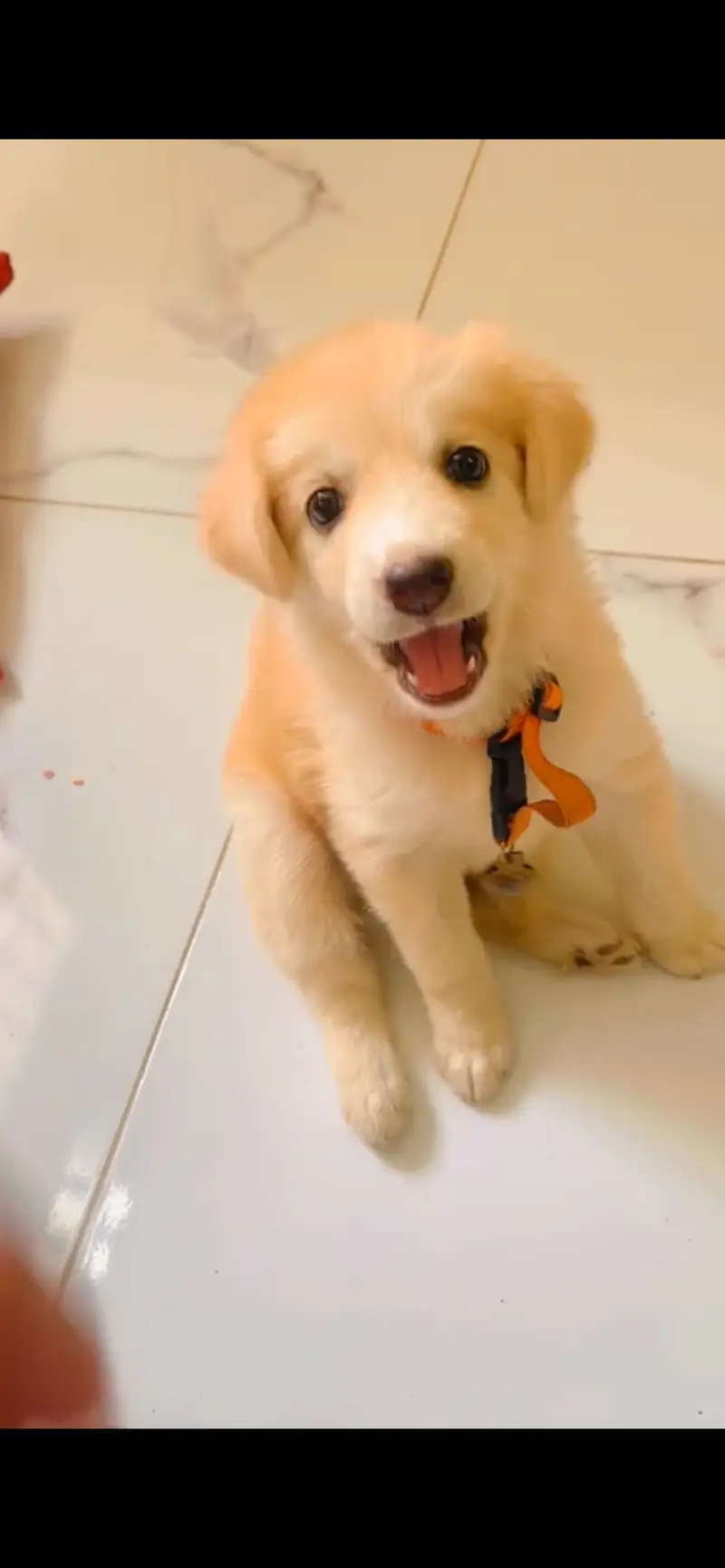 Golden retriever plus labrador — photo 2