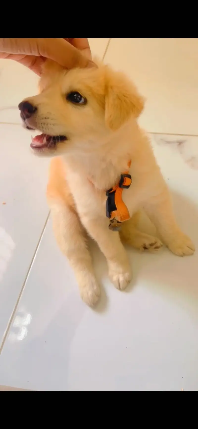 Golden retriever plus labrador — photo 3