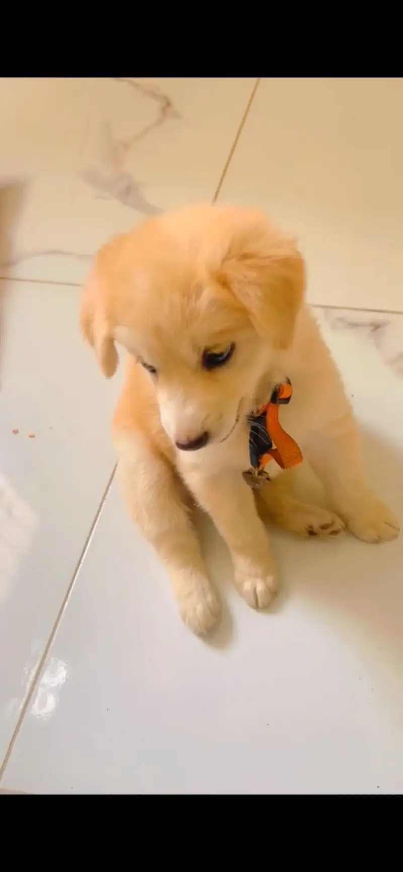 Golden retriever plus labrador — photo 4