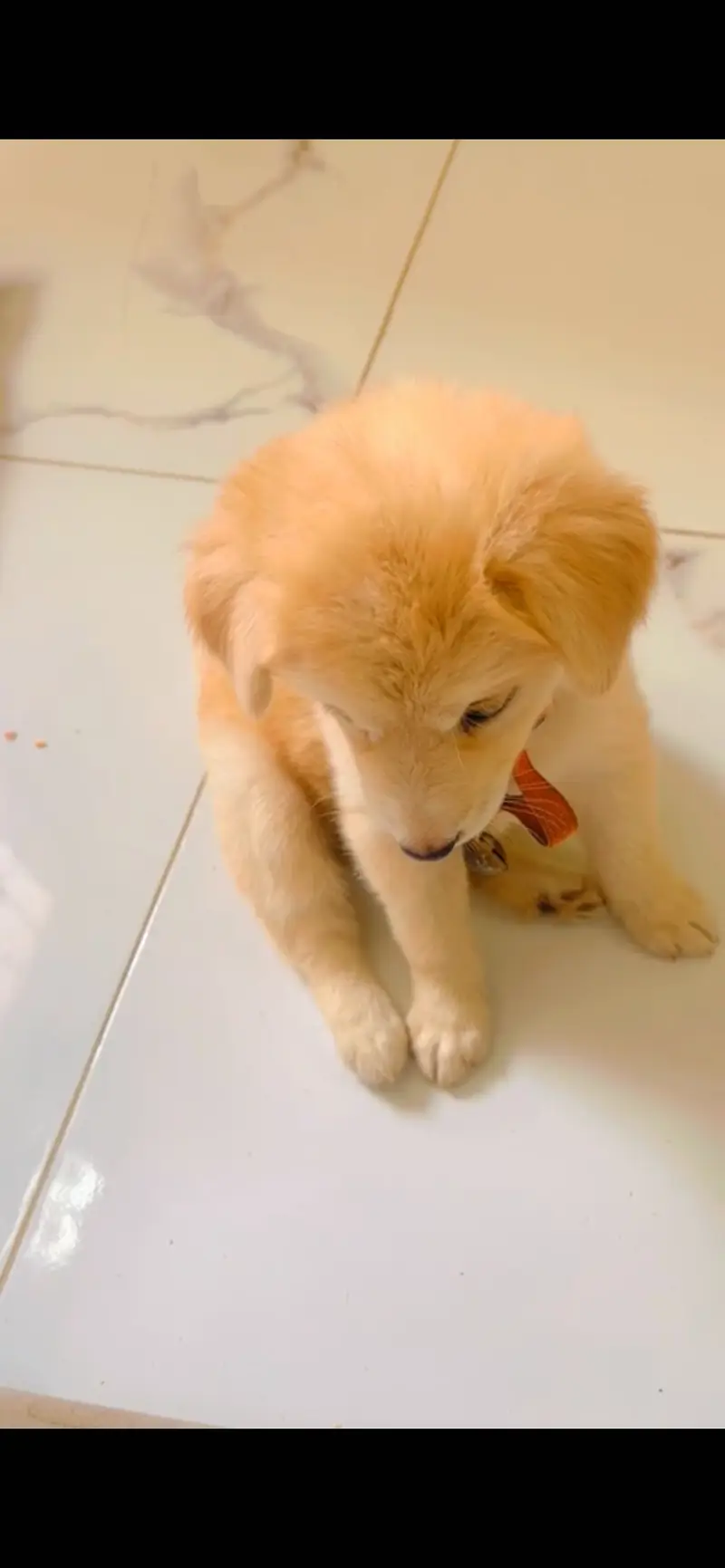 Golden retriever plus labrador — photo 5
