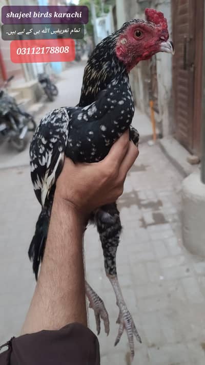 Hi quality mainwali mushki cheena patha. /parrot face