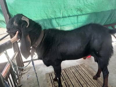 Nagra breeder Bakra