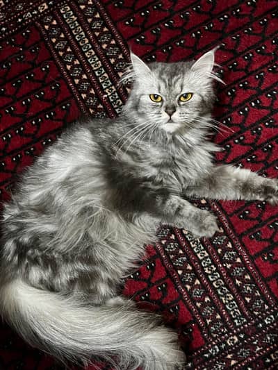 Main Coon Female Cat