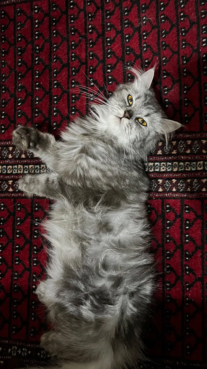 Main Coon Female Cat — photo 2