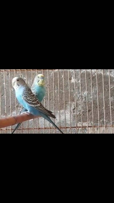 Violet Yellow Face Breeder pair beatiful budgies  jumbo size pair