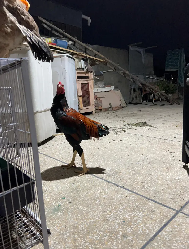 aseel pattha murga — photo 4