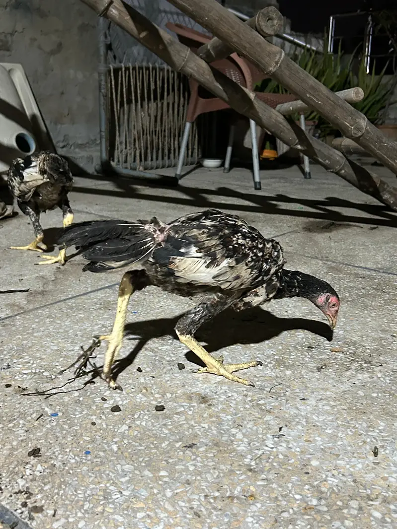 aseel pattha murga — photo 11