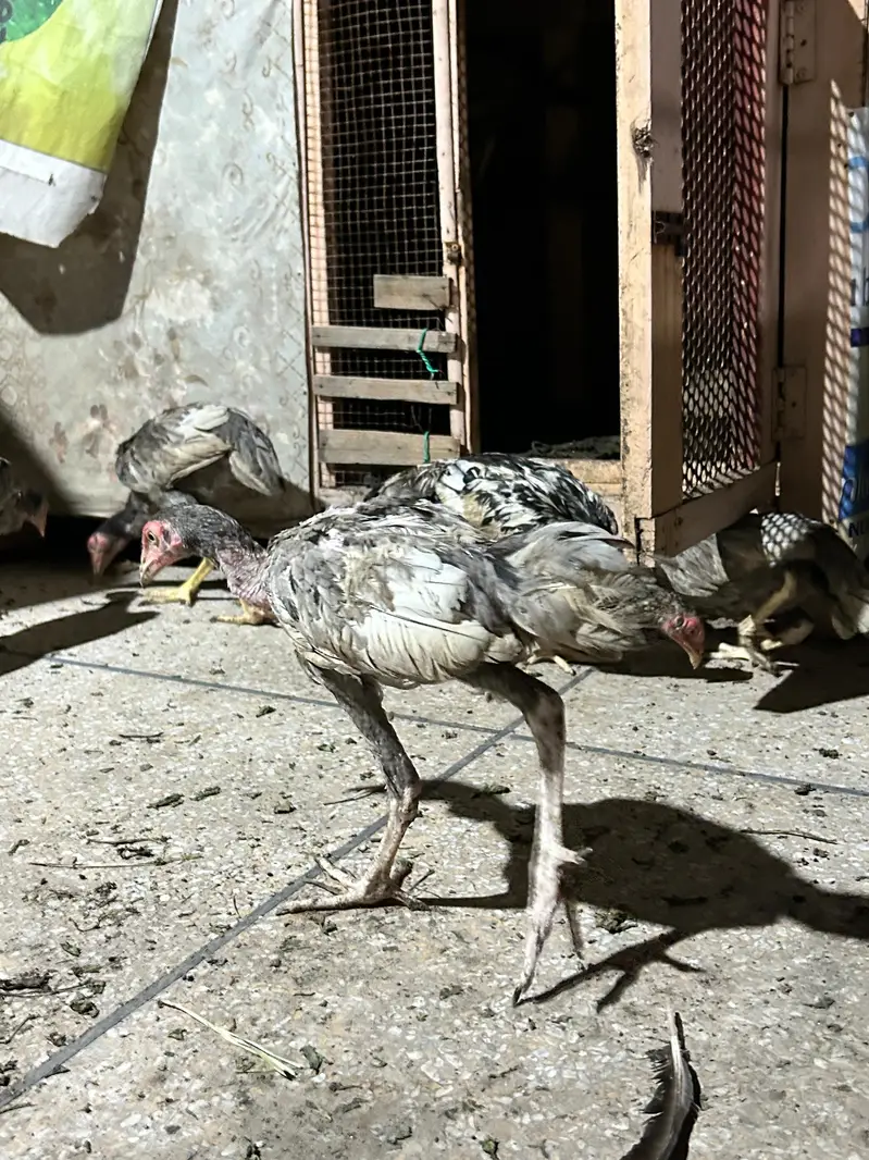 aseel pattha murga — photo 12