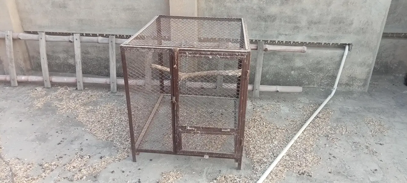 raw Alexander stock for sale — photo 10