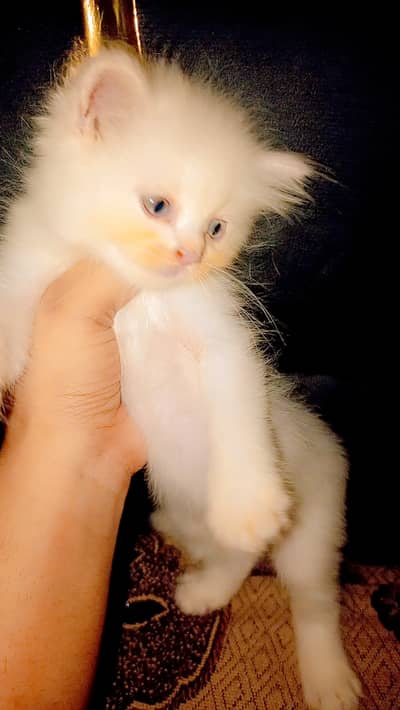 Persian kittens available for sale
