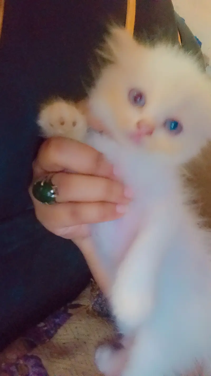 Persian kittens available for sale — photo 2