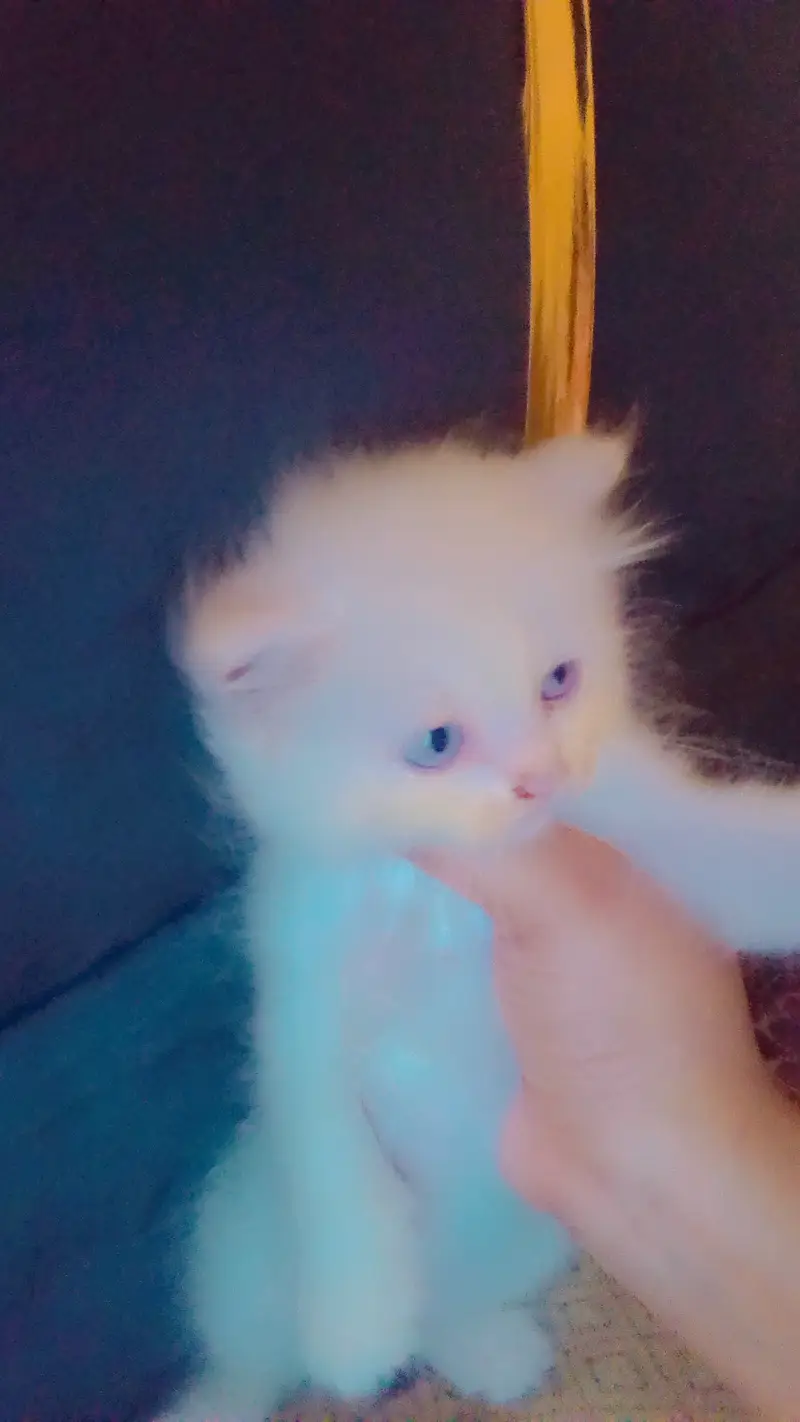 Persian kittens available for sale — photo 3