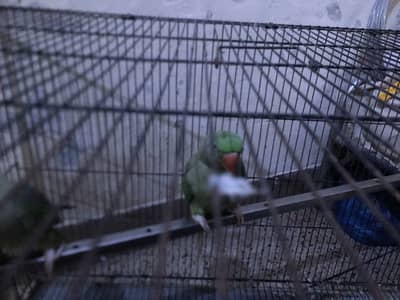 Raw parrots for urgent sale only in Lahore.