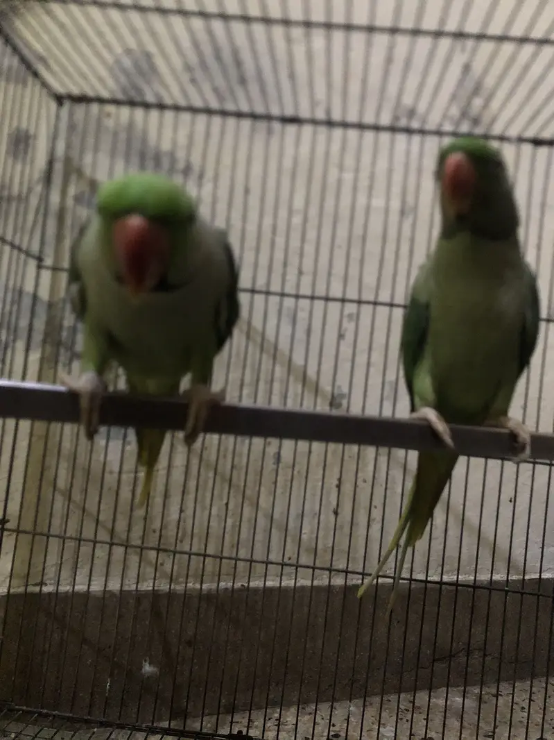 Raw parrots for urgent sale only in Lahore. — photo 2