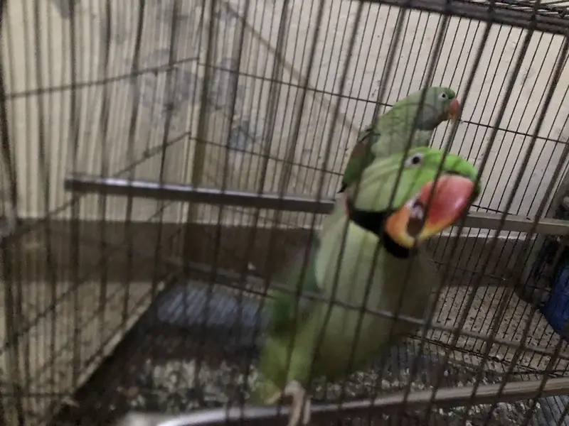 Raw parrots for urgent sale only in Lahore. — photo 3