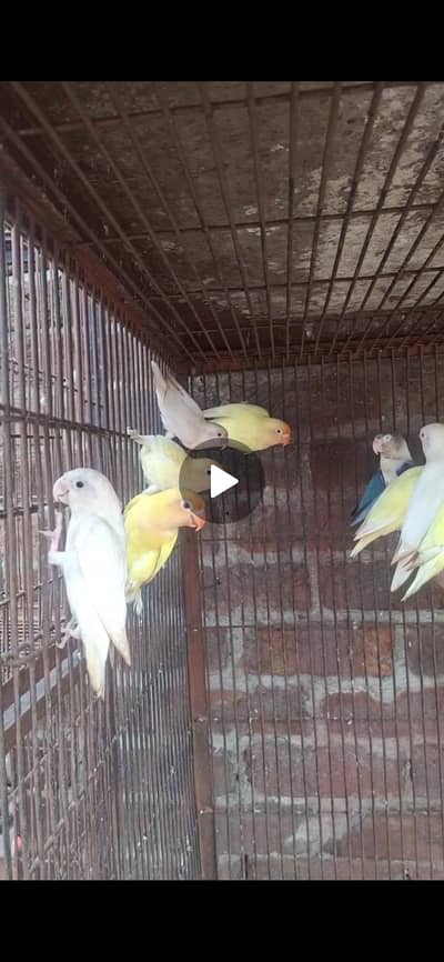 lovebirds Breeder jooray