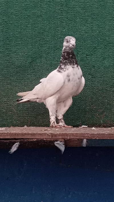 Parmoz Piplan walay  Pigeon. . Kabutar