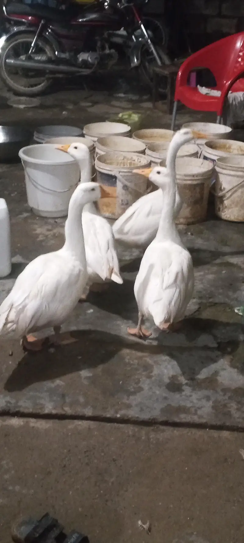 amdan Goss ducks