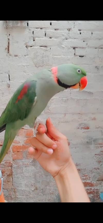 Raw parrot male tame