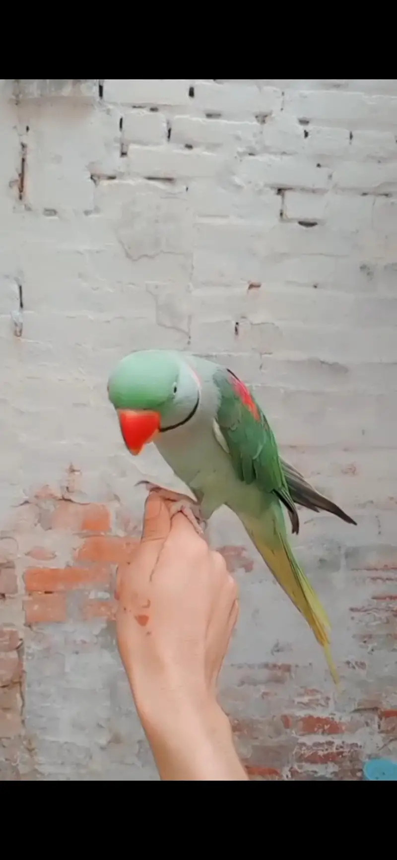 Raw parrot male tame — photo 2