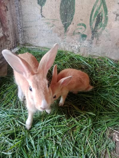 Rabbits for sale