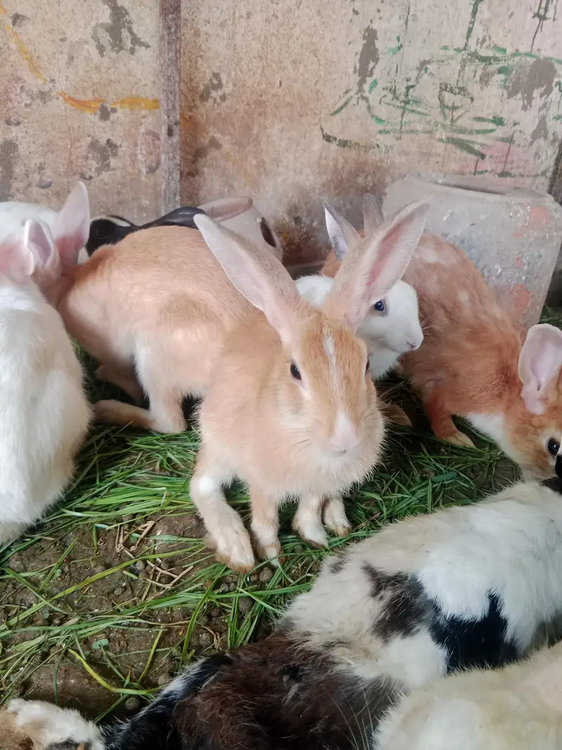 Rabbits for sale — photo 2