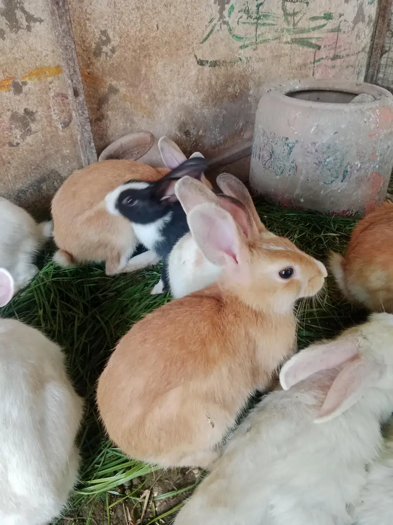 Rabbits for sale — photo 3
