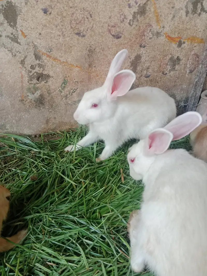 Rabbits for sale — photo 4