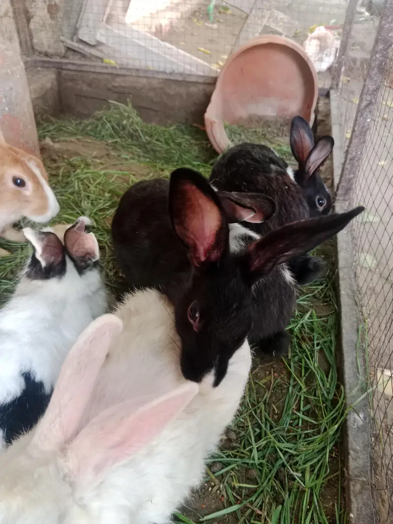 Rabbits for sale — photo 5