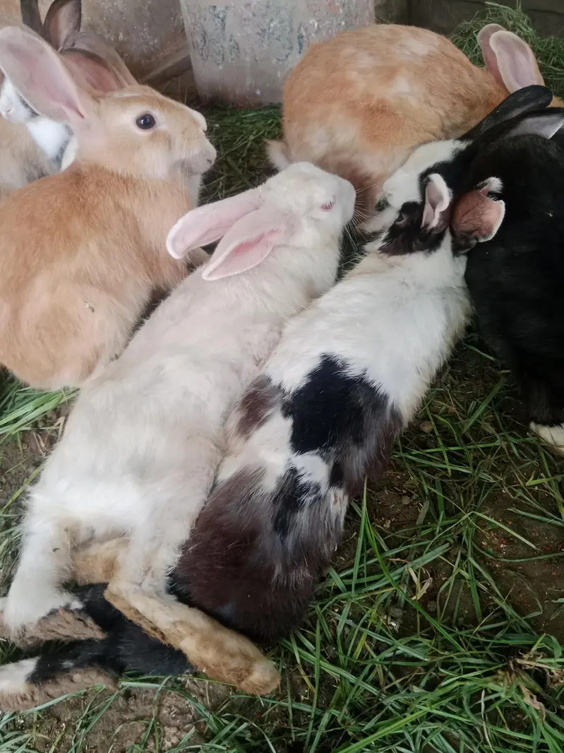 Rabbits for sale — photo 6