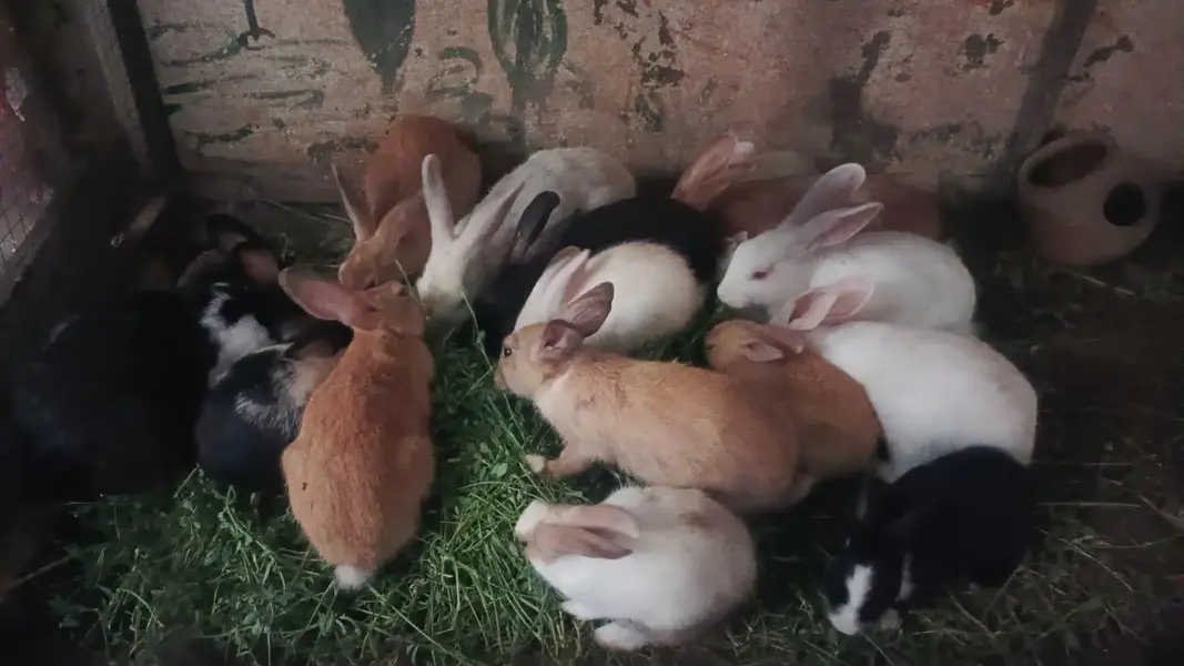 Rabbits for sale — photo 7