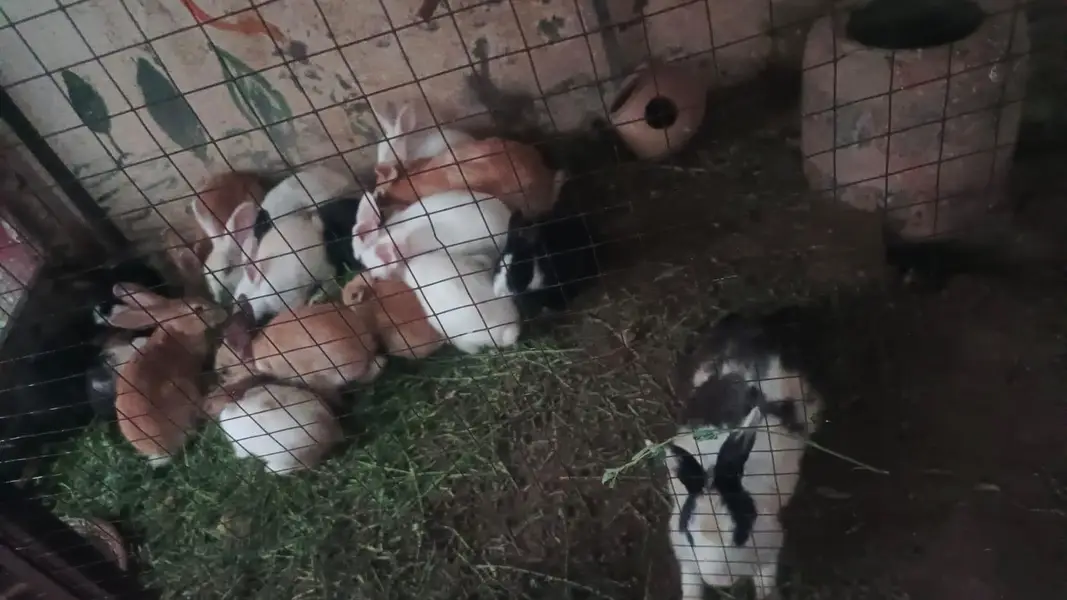 Rabbits for sale — photo 8