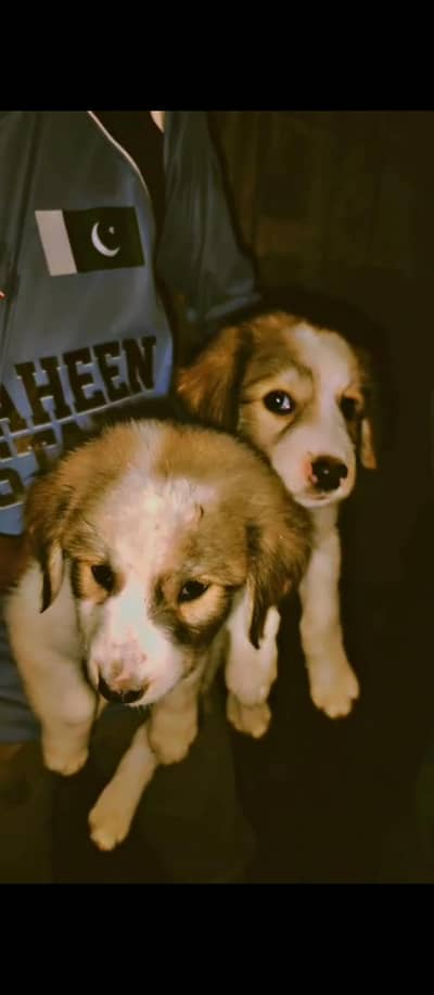 afghan kuchi 2 months puppies male and female