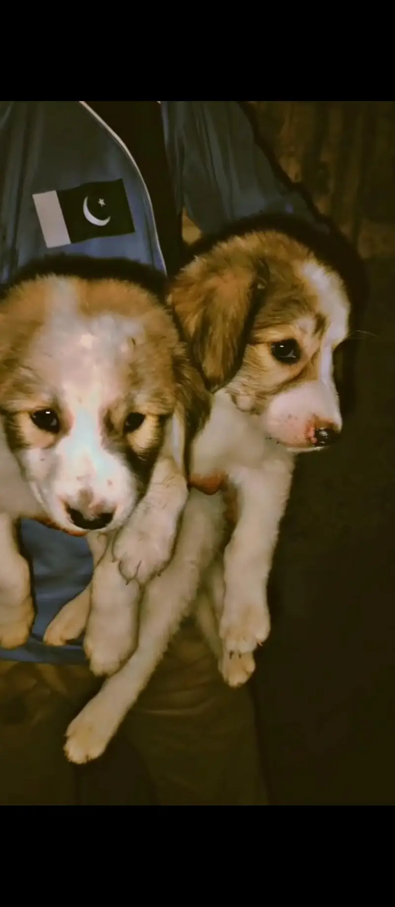 afghan kuchi 2 months puppies male and female contact 03130236698 — photo 3