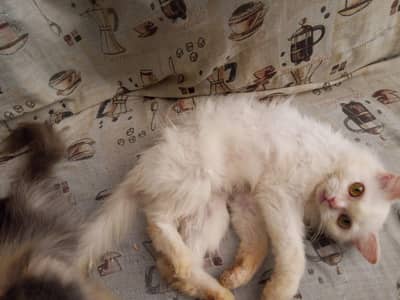 white Persian kitten for sale