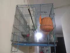 total 8 piece two love birds 6 astairlian with big cage
