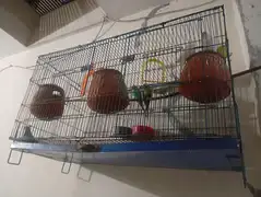total 8 piece two love birds 6 astairlian with big cage — photo 2
