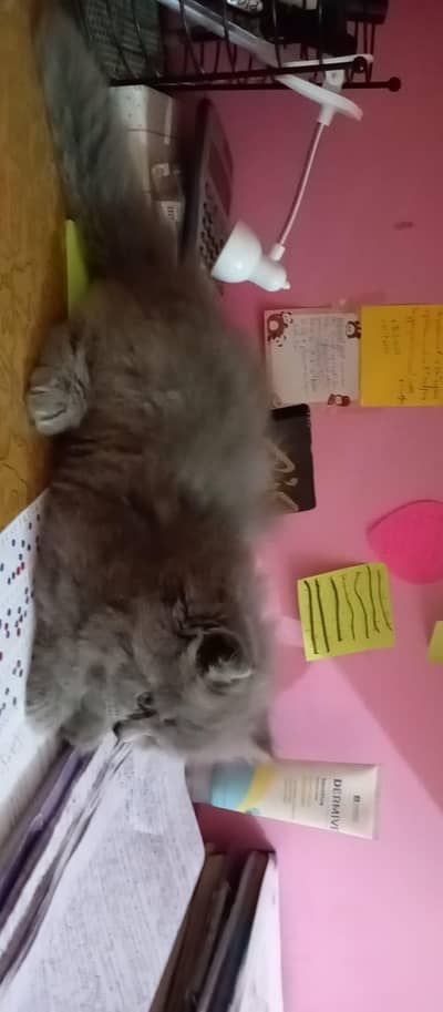 person kitten