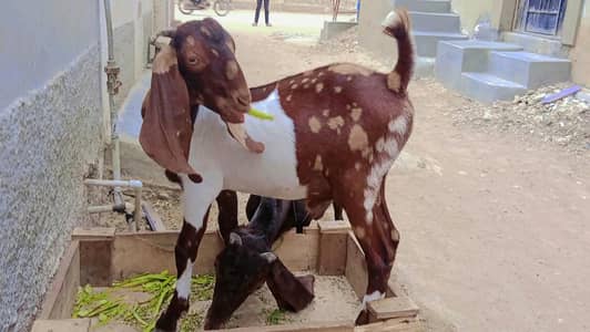 Tapra bakra