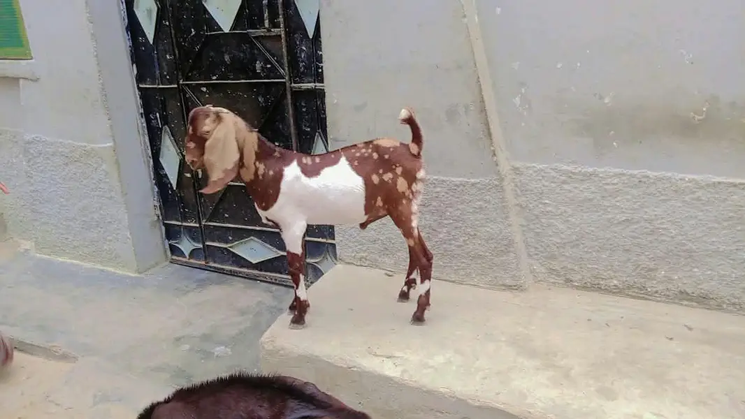Tapra bakra — photo 2