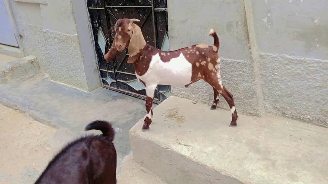 Tapra bakra 2